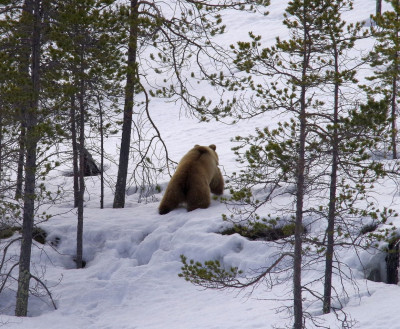 ФОТО ДНЯ: В Мурманской области проснулись медведи